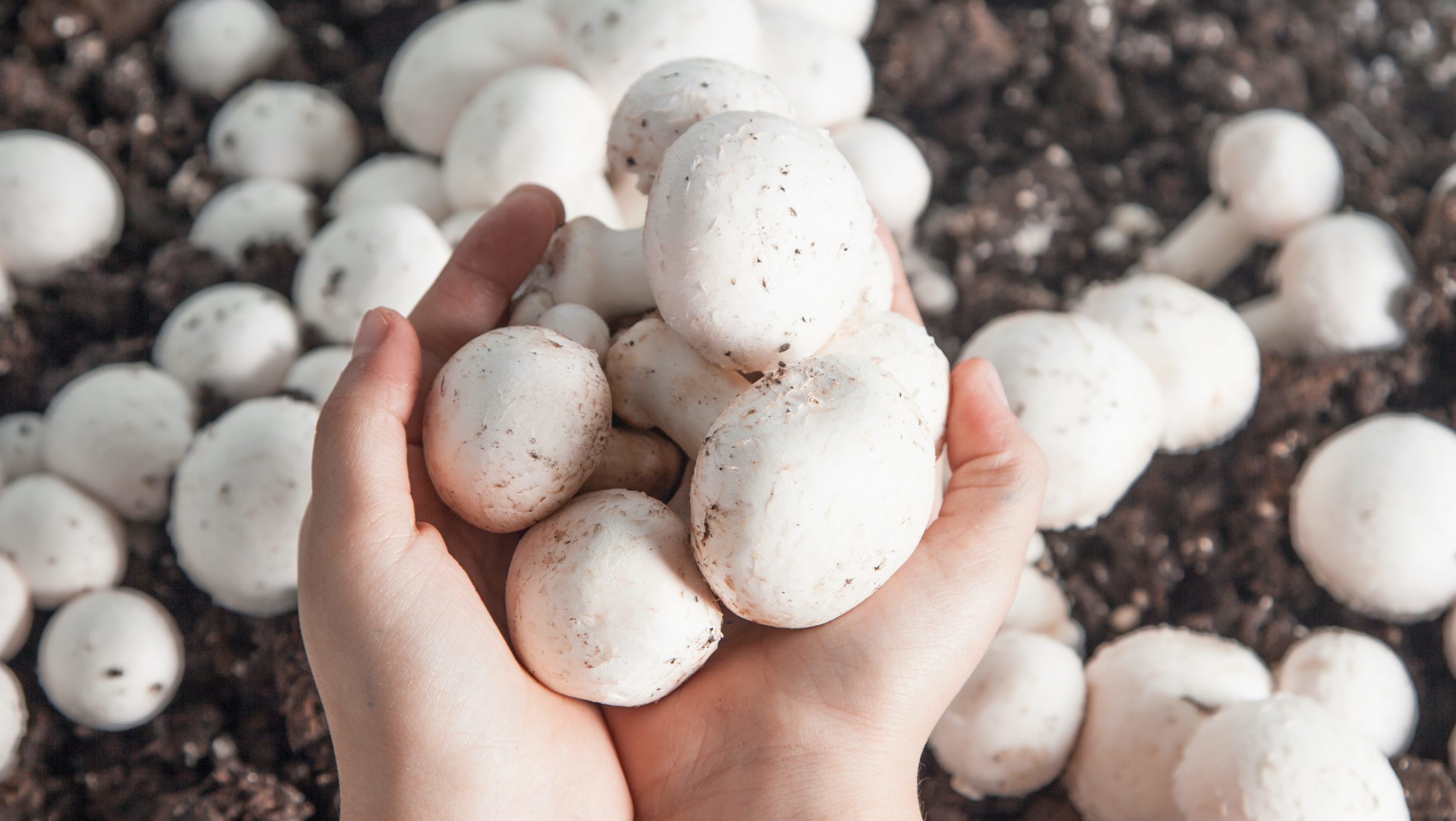 Mushroom Farm